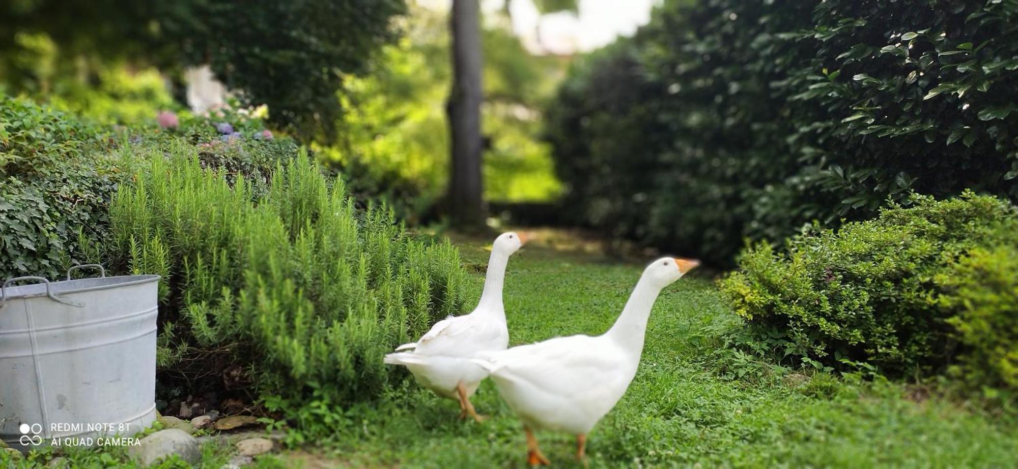 Casale Del Cantico Brenta Dış mekan fotoğraf